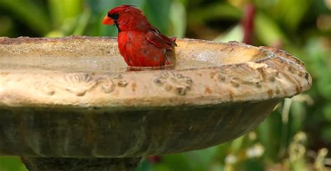 What Are 12 BEST Bird Baths In 2022? (I own #5!) - Bird Watching HQ