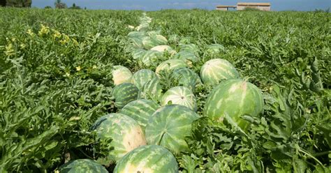 The Best Florida Watermelon Farms to Visit this Summer - Sandra Campillo