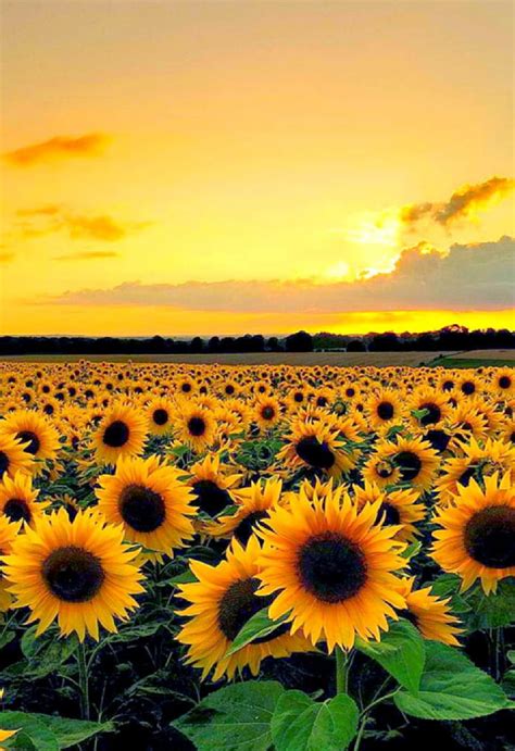 Sunflower sunset, sunflower, sunflowers, sunset, yellow, HD phone wallpaper | Peakpx