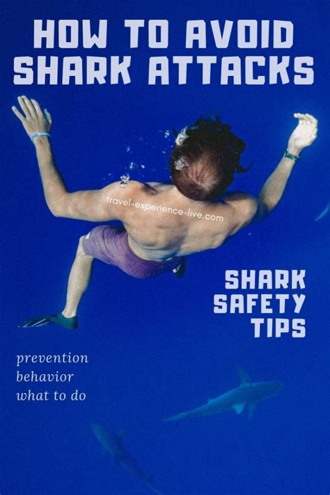 How to Avoid Shark Attacks: Shark Safety Tips - Travel. Experience. Live.