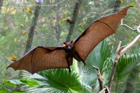 The Pemba flying fox (Pteropus voeltzkowi) is one of the largest ...