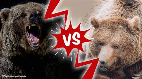 Brown Bear Vs. Grizzly Bear - Animals Around The Globe