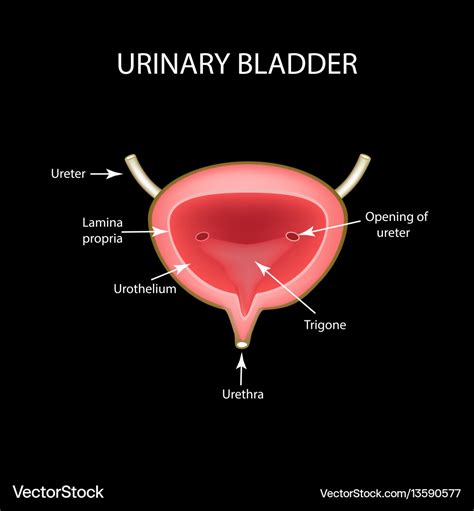 Anatomical structure of the urinary bladder Vector Image