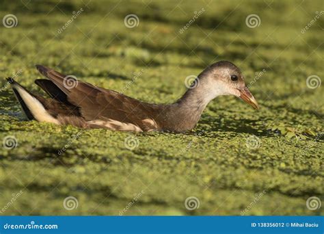 Common Moorhen Galinulla Chloropus Stock Photo - Image of house, romania: 138356012