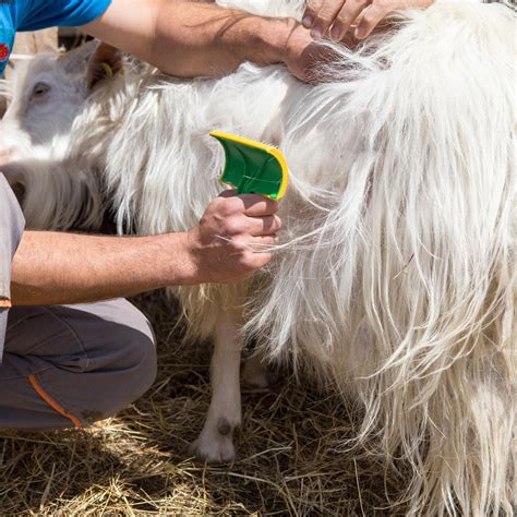 Mutilation of Goats - FOUR PAWS Australia - Animal Welfare Charity