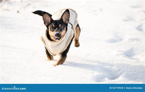 Dog in winter with clothes stock photo. Image of hunting - 53719928