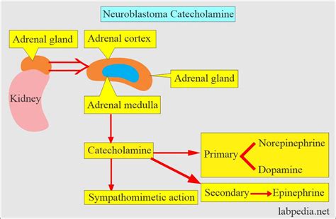 Urine 24 hours for VMA (Vanillylmandelic acid), Catecholamines (24 hours urine), Neuroblastoma ...