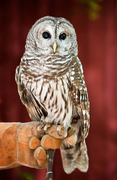 Barred owl - Lindsay Wildlife Experience