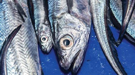 The importance of hoki research | Seafood News from Fish Focus