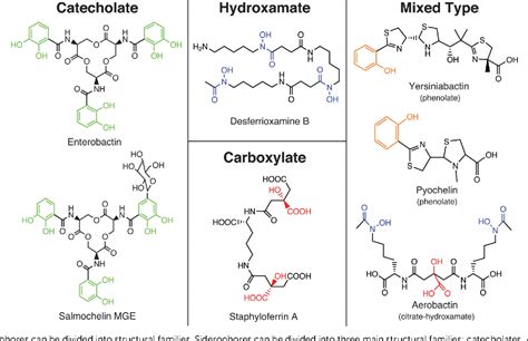 [PDF] Diverging roles of bacterial siderophores during infection. | Semantic Scholar