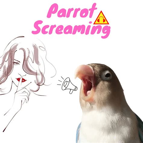 Parrot screaming | Why does a parrot scream|how to stop parrot screaming