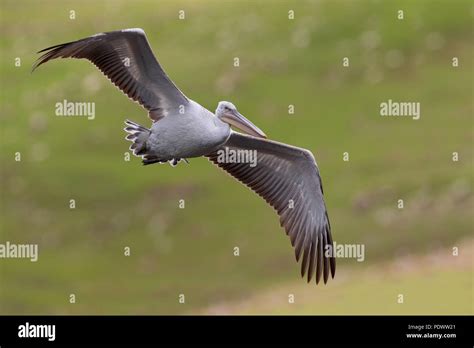 Flying dalmatian pelican hi-res stock photography and images - Alamy