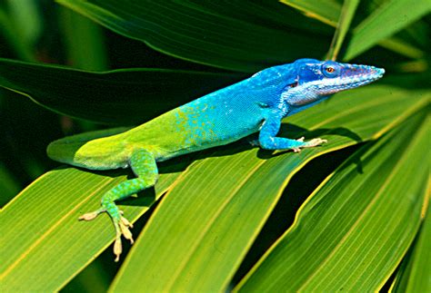 All About Blue Animals – Anole Annals