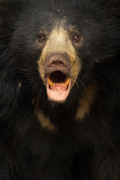 Sloth bear close up - Francis J Taylor Photography