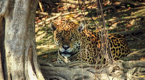 Masacre de animales en Brasil - Salva la Selva