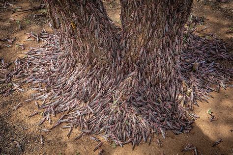 Swarms of locusts to become chicken feed - Poultry World