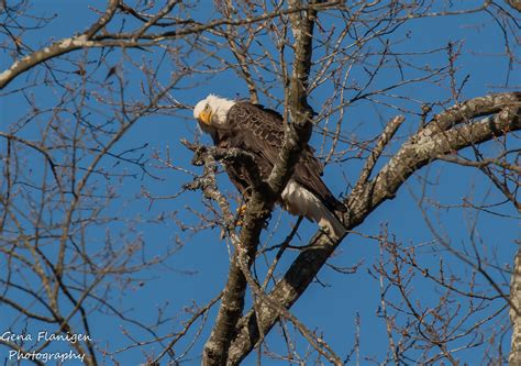 Berry College Eagles - (Photo by Gena Flanigen)