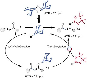 Borane-Catalyzed, Chemoselective Reduction and Hydrofunctionalization of Enones Enabled by B-O ...