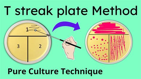 T streak plate method of isolation | Part 2 - YouTube