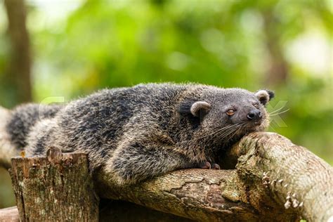 Lazy binturong or philipino bearcat relaxing on the tree, Palawan ...