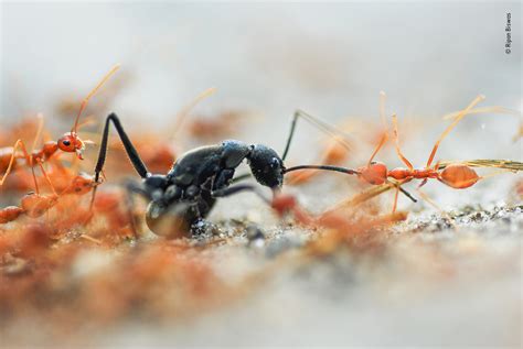 Battle of the Ants | Wildlife Photographer of the Year | Natural History Museum