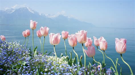 tulip, 4k, spring flowers, mountains HD Wallpaper