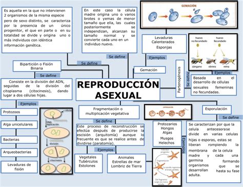 Mapas conceptuales de la Reproducción Asexual 【Descargar】