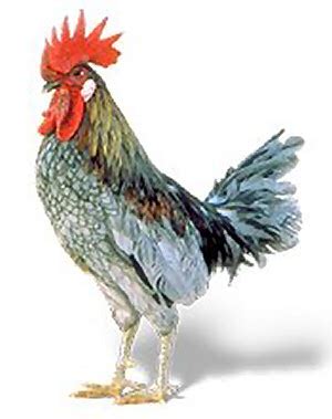 Delaware State Bird, Blue Hen Chicken (Gallus gallus), from NETSTATE.COM