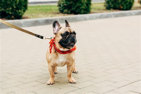 Unleashing Your Dog's Potential: 5 Techniques for Mastering Leash Training