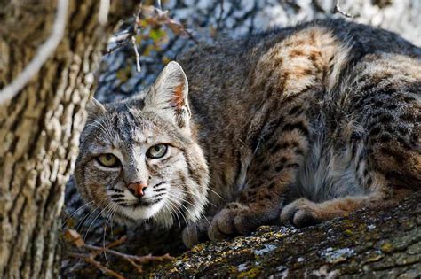 California Spangled Cats: The Ultimate Guide to Their History, Types, Characteristics ...