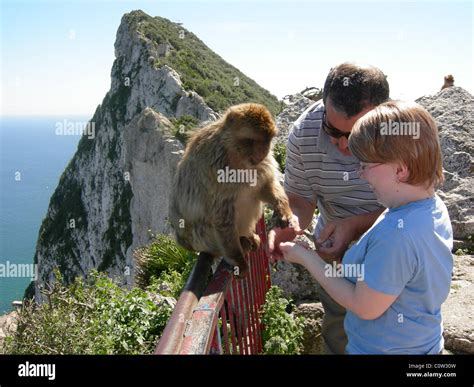 Feeding a wild Gibraltar monkey on Gibraltar rock Stock Photo - Alamy