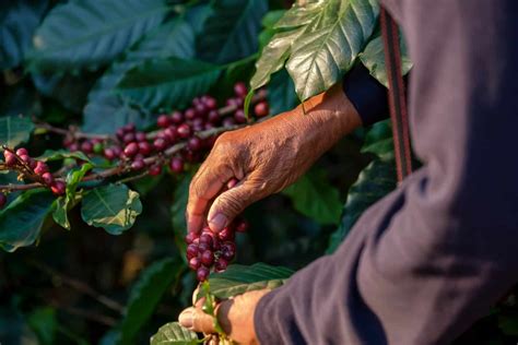 Local Brew: Proudly Philippine Coffee - Food Philippines