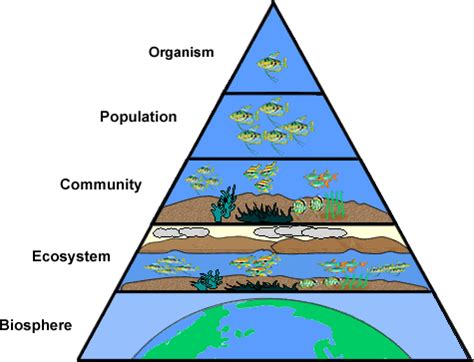 6th Grade and Onward!: Biosphere to organism