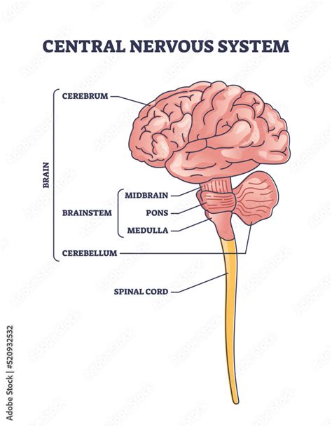 Central nervous system or CNS brain organ structure outline diagram ...