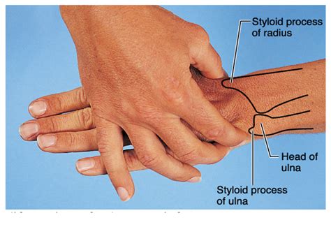 Blood Supply, Venous drainage, surface anatomy and Nerve supply to upper limb and Nerve injuries ...