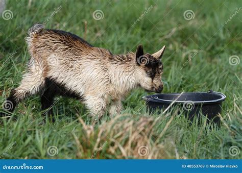 Thirsty goat stock image. Image of adorable, offspring - 40553769