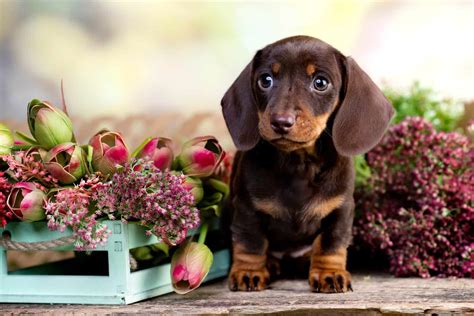 9 Dachshund Breeders In Ohio: Places To Get The Best Doxies