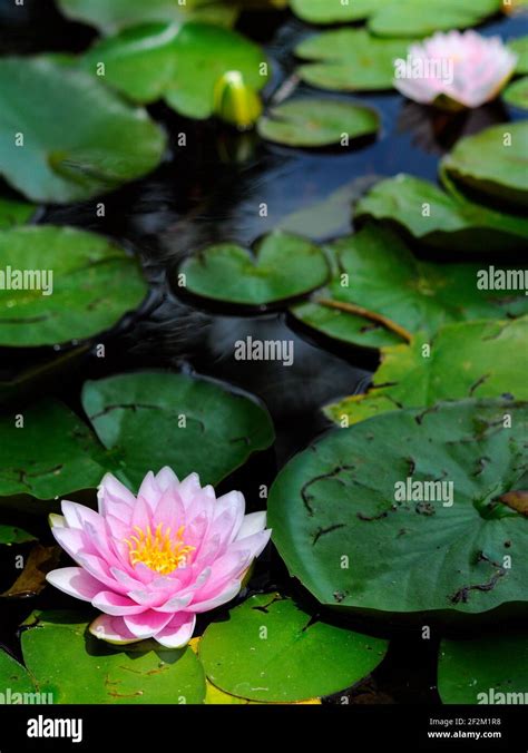 water lilies in pond Stock Photo - Alamy