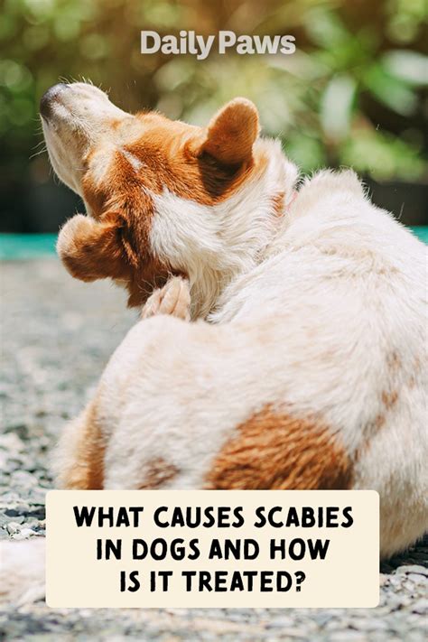 What Causes Scabies in Dogs and How Can You Prevent It? | Dog allergies ...