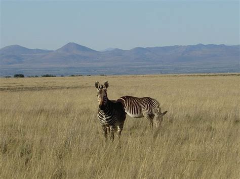 Mountain Zebra National Park - Wikitravel