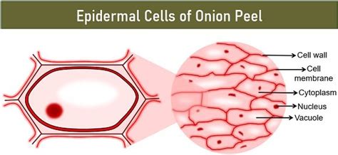 What is the Onion Peel Cell Experiment? Theory, Video, Procedure ...