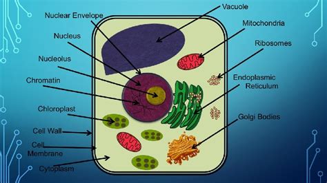 What are Cells All living things have cells