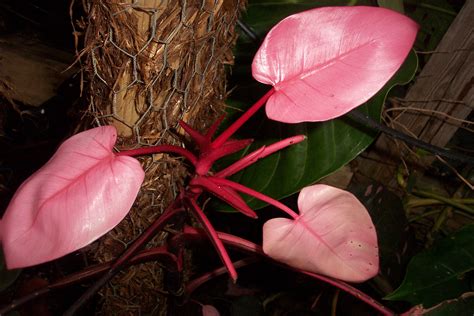 Photo #40594 | Philodendron 'Pink Princess' | plant lust