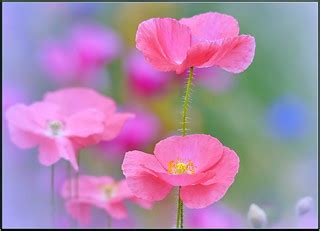 Pretty Pink Flowers | Spring palette | tdlucas5000 | Flickr