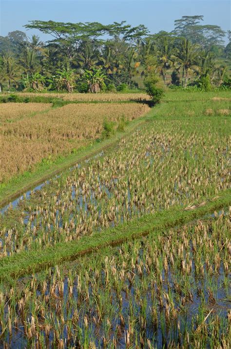 Rice Patties | Ubud, Bali, Indoensia | Rob Bertholf | Flickr