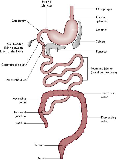 Digestive system | Veterian Key