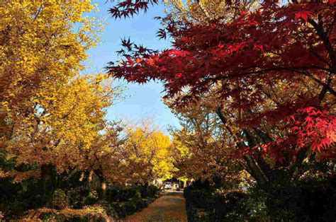 10 Best Drought-Tolerant Trees