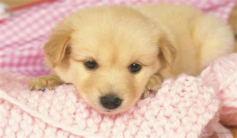 壁纸1024×600可爱小狗宝宝图片 Lovely Puppy dogs Puppies Photos壁纸,家有幼犬-可爱小狗壁纸壁纸图片 ...