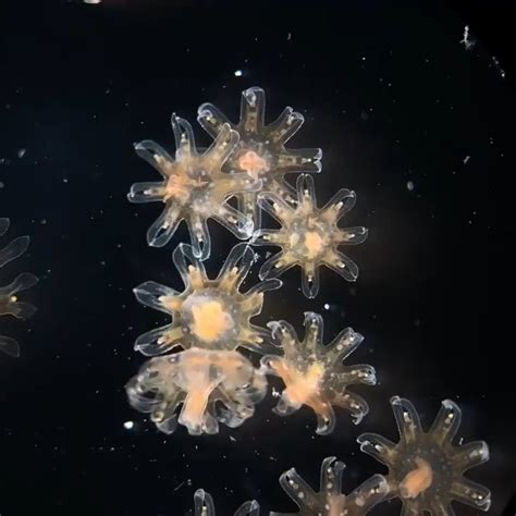 Baby jellyfish under a microscope : r/Damnthatsinteresting