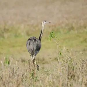 Greater Rhea - Facts, Diet, Habitat & Pictures on Animalia.bio